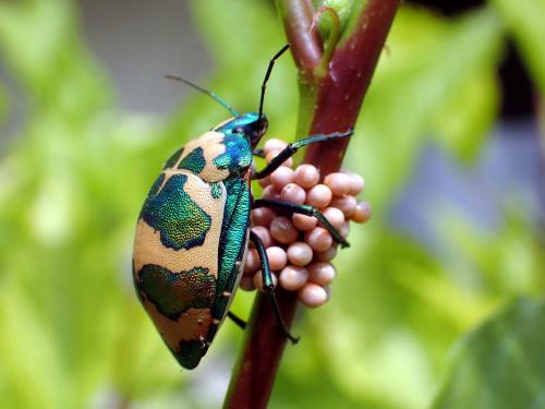 Tectocoris diophthalmus